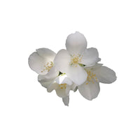 Jasmine (5% in Jojoba) - Aromae Essentials