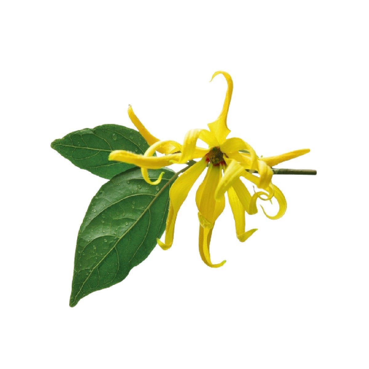 Ylang Ylang - Aromae Essentials
