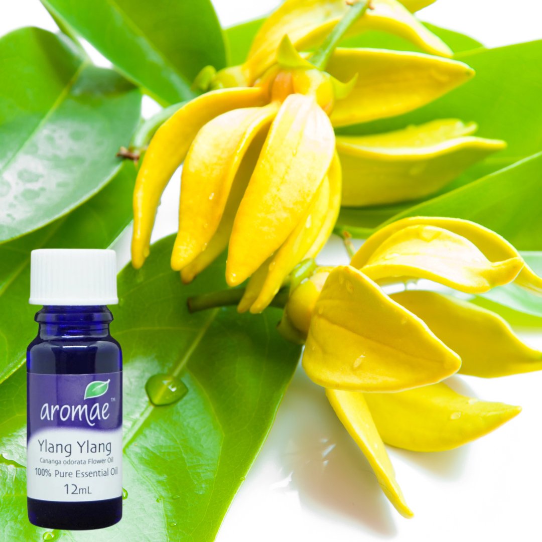 Discover the Benefits of Ylang Ylang Essential Oil: Nature’s Mood Booster - Aromae Essentials