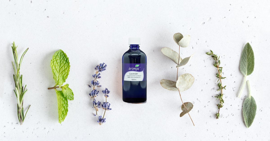Discover the Calming Power of Lavender Essential Oil: Your Go-To Guide for Wellness - Aromae Essentials