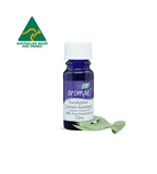 Eucalyptus (Lemon Scented) - Aromae Essentials