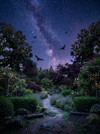 Lotus Dream