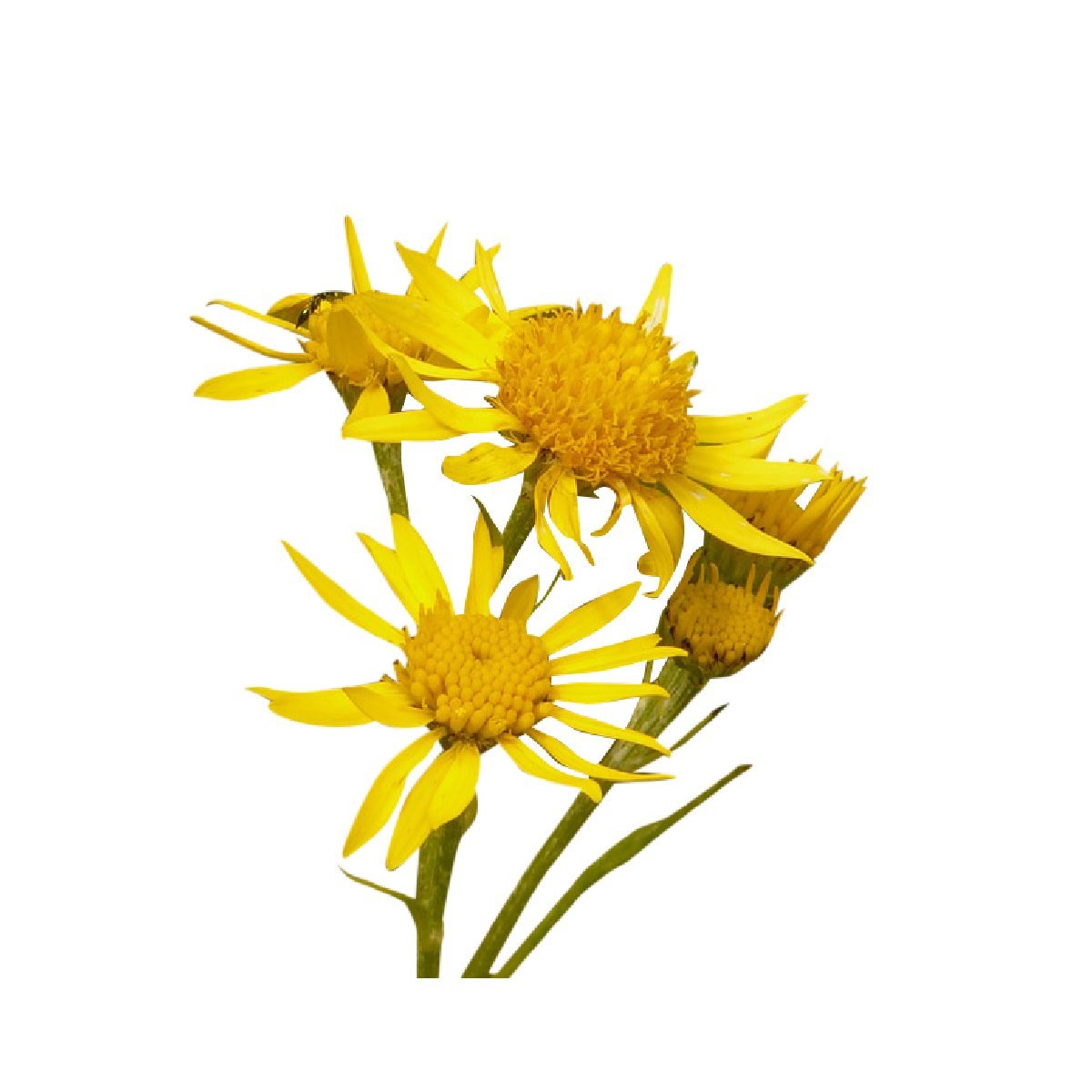 Arnica - Aromae Essentials