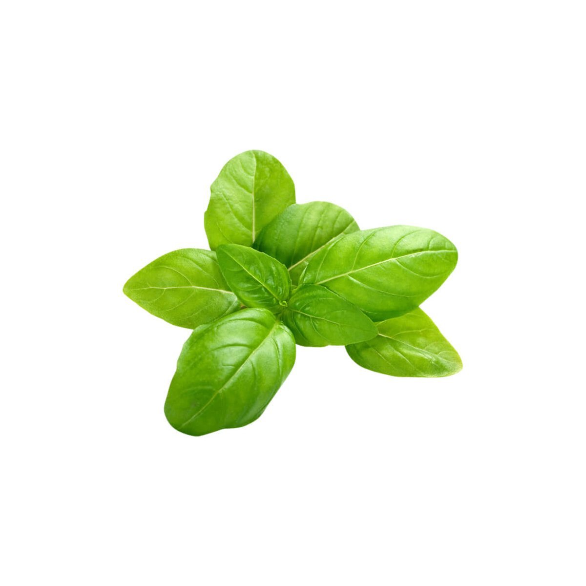 Basil - Aromae Essentials