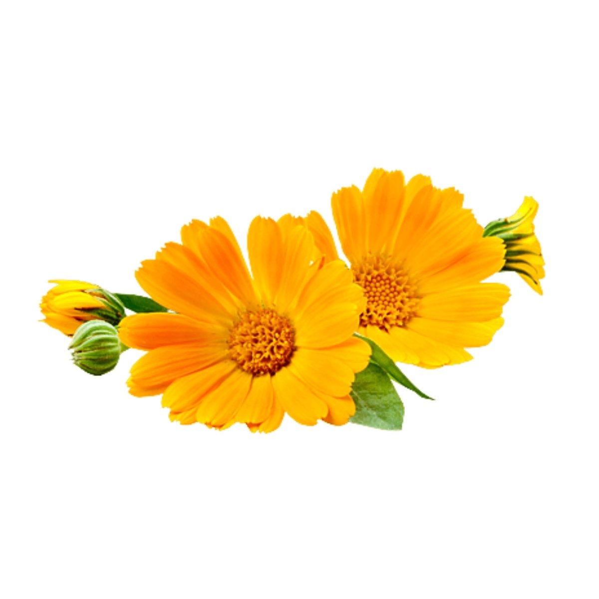 Calendula - Aromae Essentials