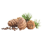 Cedarwood - Aromae Essentials