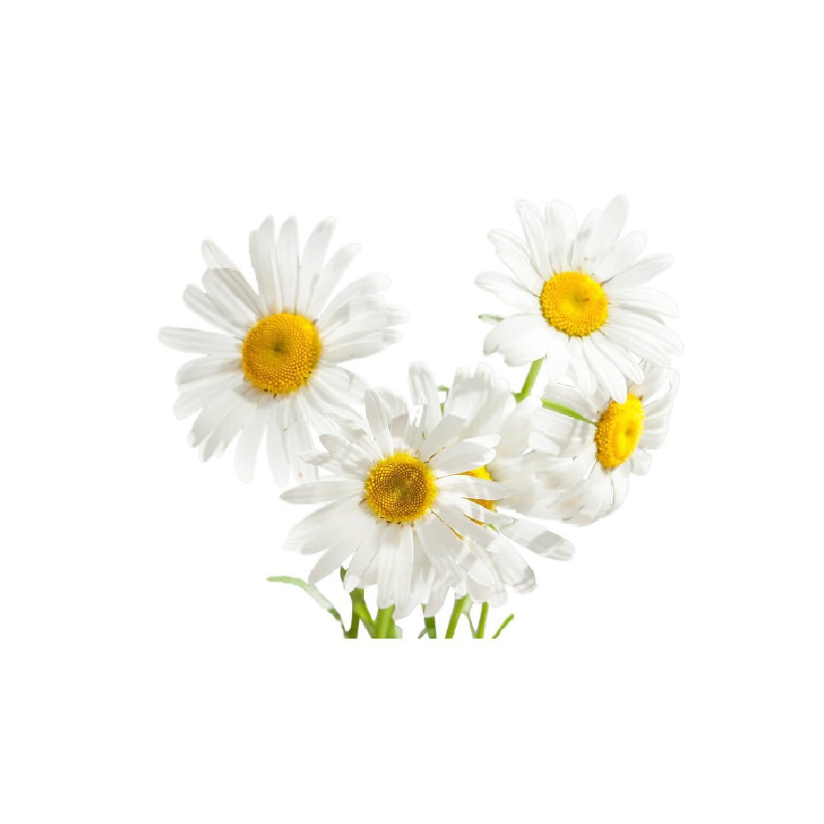 Chamomile Blue Pure - Aromae Essentials