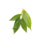Cinnamon Leaf - Aromae Essentials