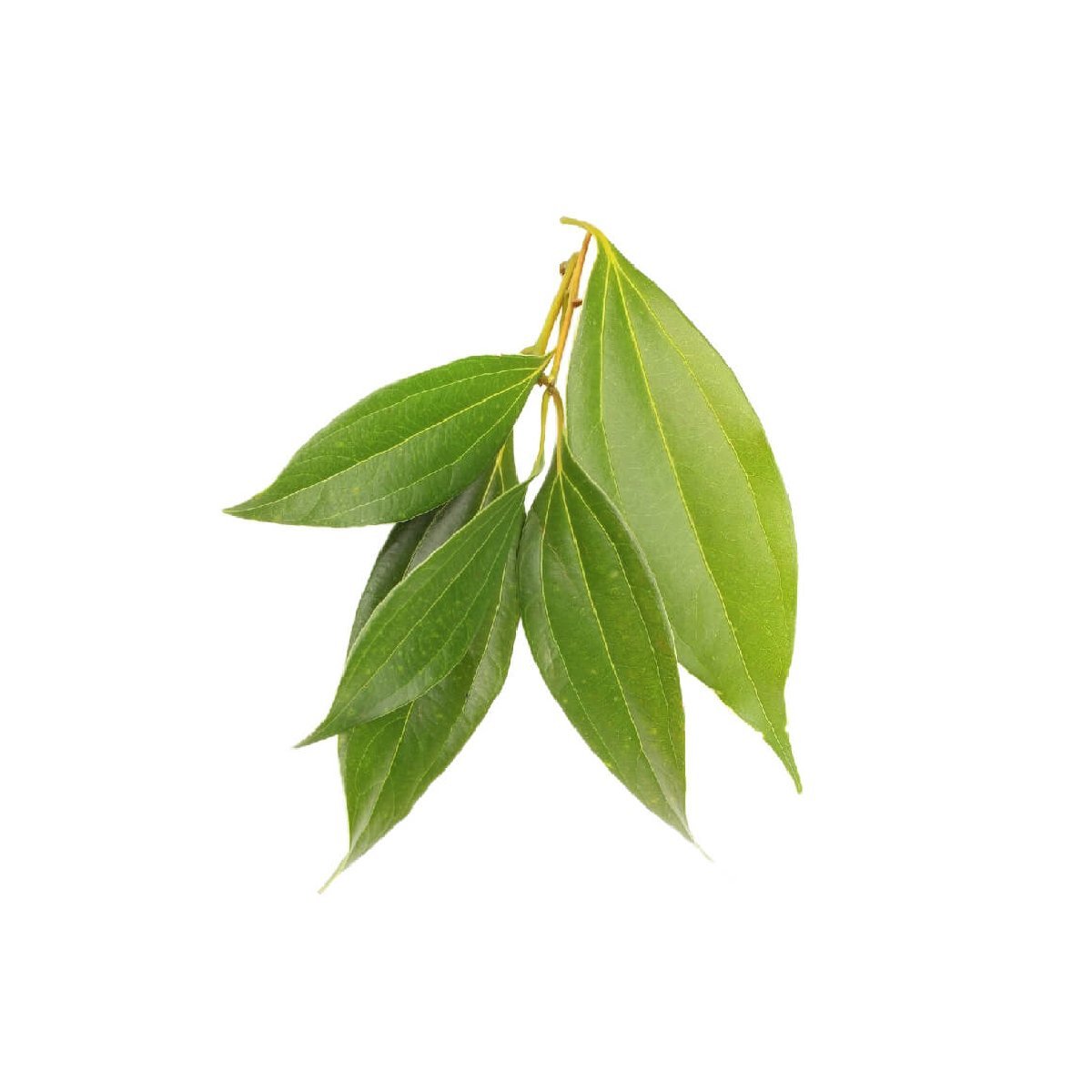 Cinnamon Leaf - Aromae Essentials