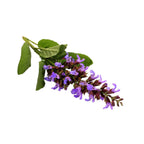 Clary Sage - Aromae Essentials