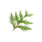 Cypress - Aromae Essentials