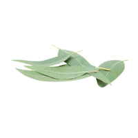 Eucalyptus (Blue Mallee) - Aromae Essentials