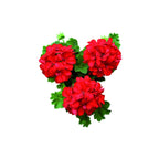 Geranium - Aromae Essentials