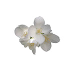 Jasmine (5% in Jojoba) - Aromae Essentials