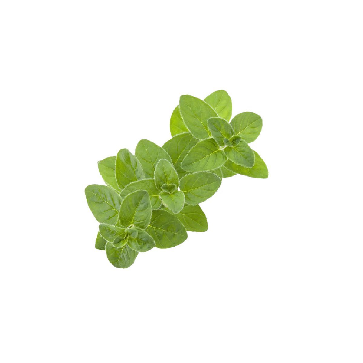Marjoram - Aromae Essentials