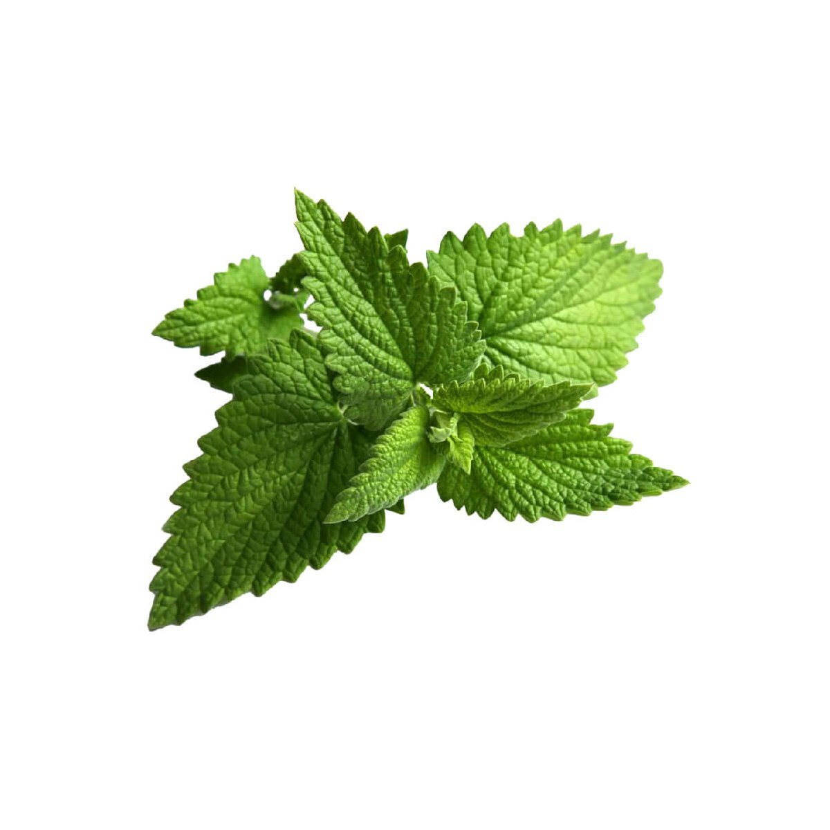 Peppermint - Aromae Essentials