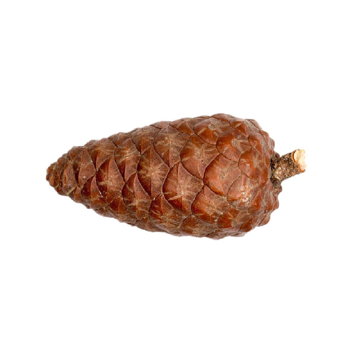 Pine - Aromae Essentials