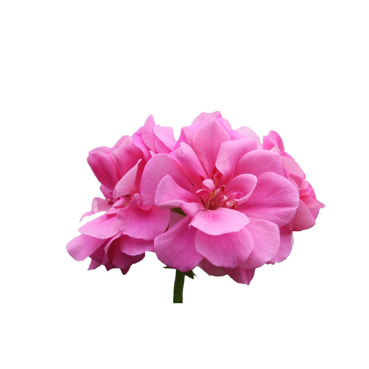 Rose Geranium - Aromae Essentials