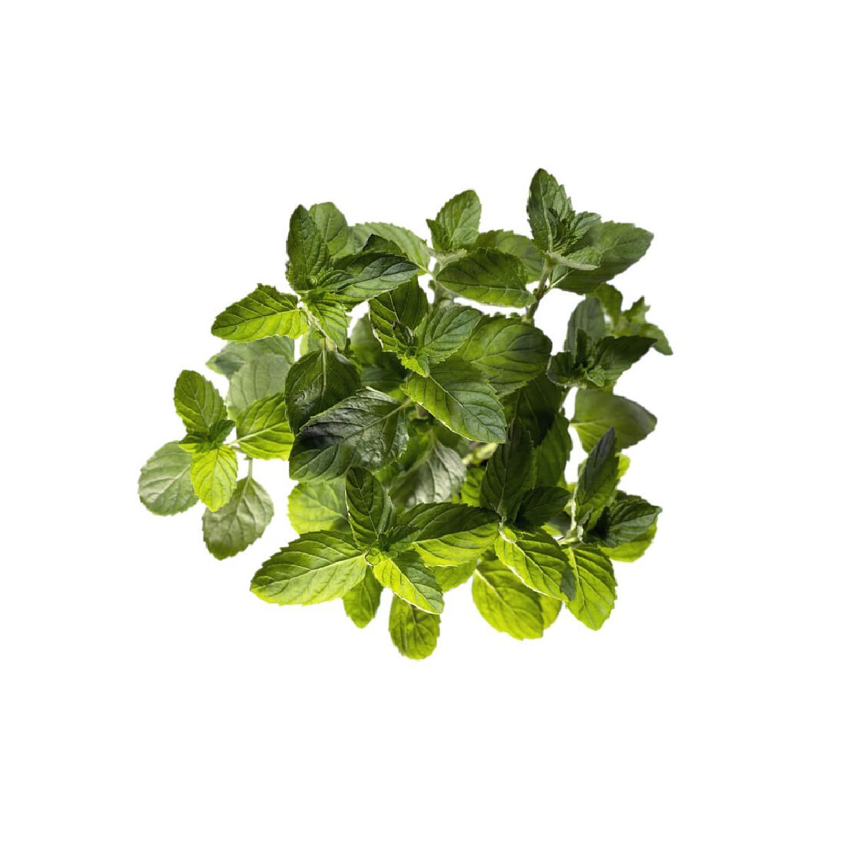 Spearmint - Aromae Essentials