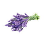 Tasmanian Lavender - Aromae Essentials