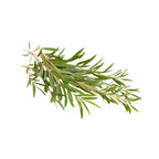 Tea Tree (Lemon-Scented) - Aromae Essentials