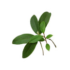 Wintergreen - Aromae Essentials